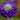 Primula Capitata - Marginal Pond Plants - BP095
