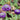 Primula capitata - BP095 Packs
