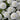 Primula denticulata 'Alba' - 2026