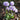 Primula denticulata 'Lila' - 2026