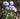 Primula denticulata 'Lila'