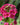 Primula japonica 'Miller's Crimson'