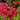 Primula japonica 'Miller's Crimson'
