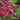 Primula japonica 'Miller's Crimson'