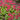 Primula japonica 'Miller's Crimson'