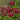 Primula japonica 'Miller's Crimson'