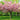 Prunus Triloba | Double Flowering Cherry-Almond Blossom Tree | 6ft (160-180cm)