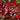 Prunus cistena (Purple Leaf Sand Cherry) - 2026