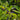 Prunus laurocerasus 'Novita' (Cherry Laurel) - 2026