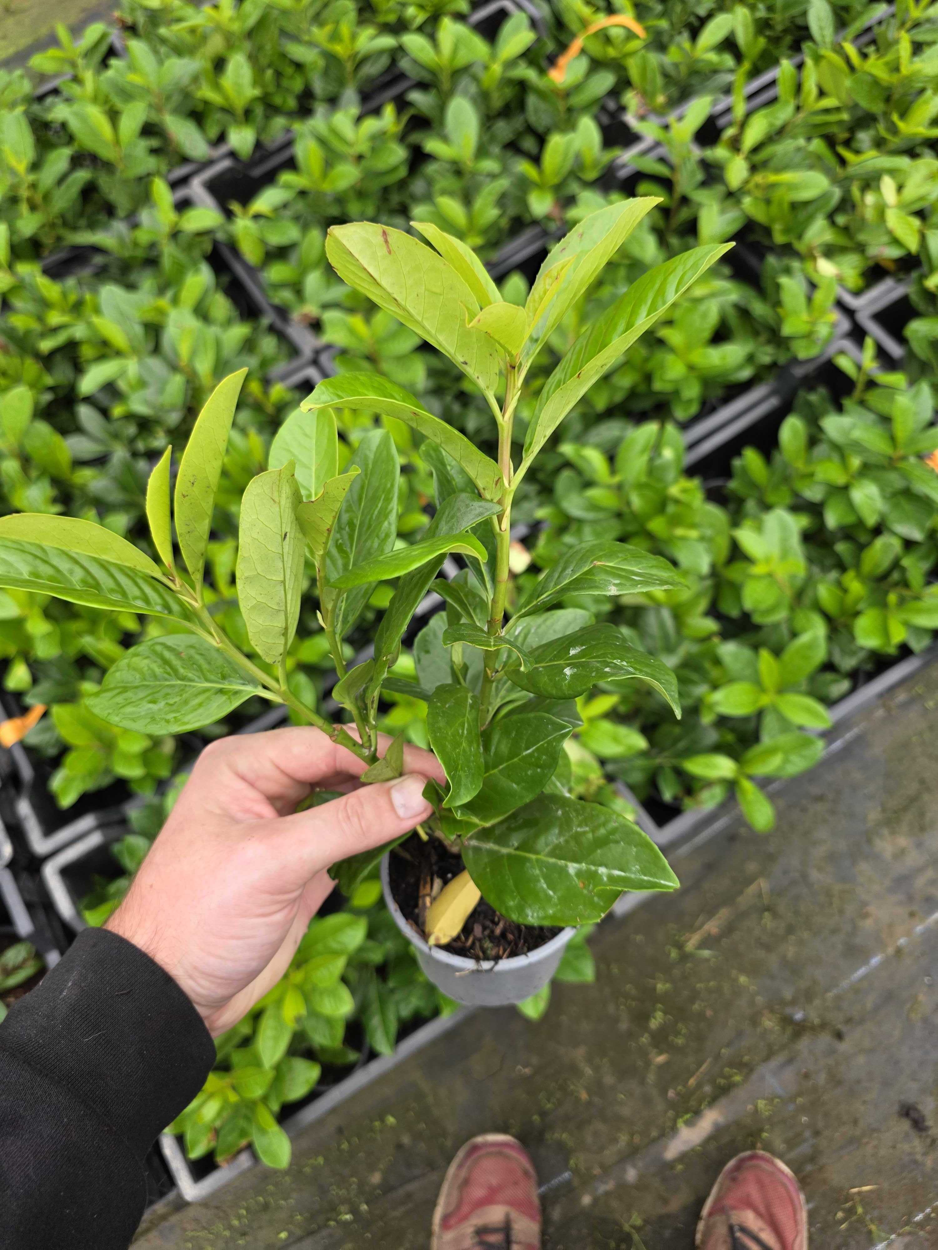 Prunus Laurocerasus Novita Cherry Laurel 2026 Lincspplants Prunus Laurocerasus Novita Cherry Laurel 2026 Lincspplants