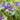 Pulmonaria 'Blue Ensign'