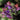 Pulmonaria 'Raspberry Splash'