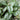 Pulmonaria longifolia 'Diana Clare'