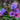 Pulmonaria mollis