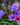 Pulmonaria mollis