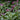 Pulmonaria rubra 'Bowles Red'
