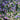 Pulmonaria saccharata 'Mrs Moon' - 2026