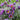 Pulsatilla vulgaris - 2026
