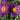Pulsatilla vulgaris 'Papageno' - 2026