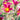Pulsatilla vulgaris 'Rubra' - 2026