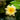 Pygmaea Helvola Water Lily - Pond Plants - DW09