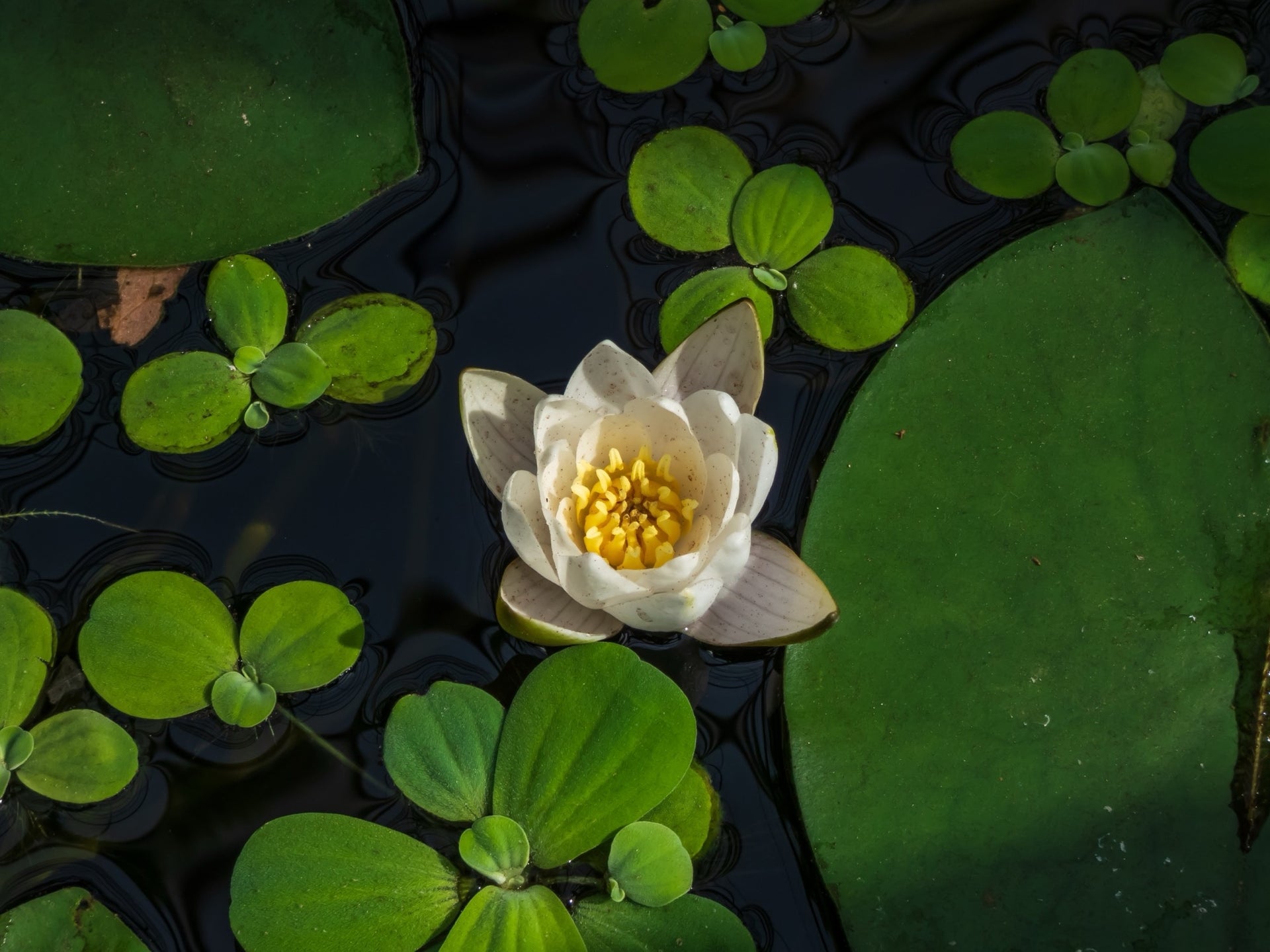 nymphaea pygmaea alba - pygmy white water lily Pygmaea Alba (canina) Water Lily - Pond Plants