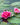 Pygmaea Rubra Water Lily - Pond Plants - DW10
