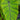 Colocasia RH Aloha - Marginal Pond Plants - EP105