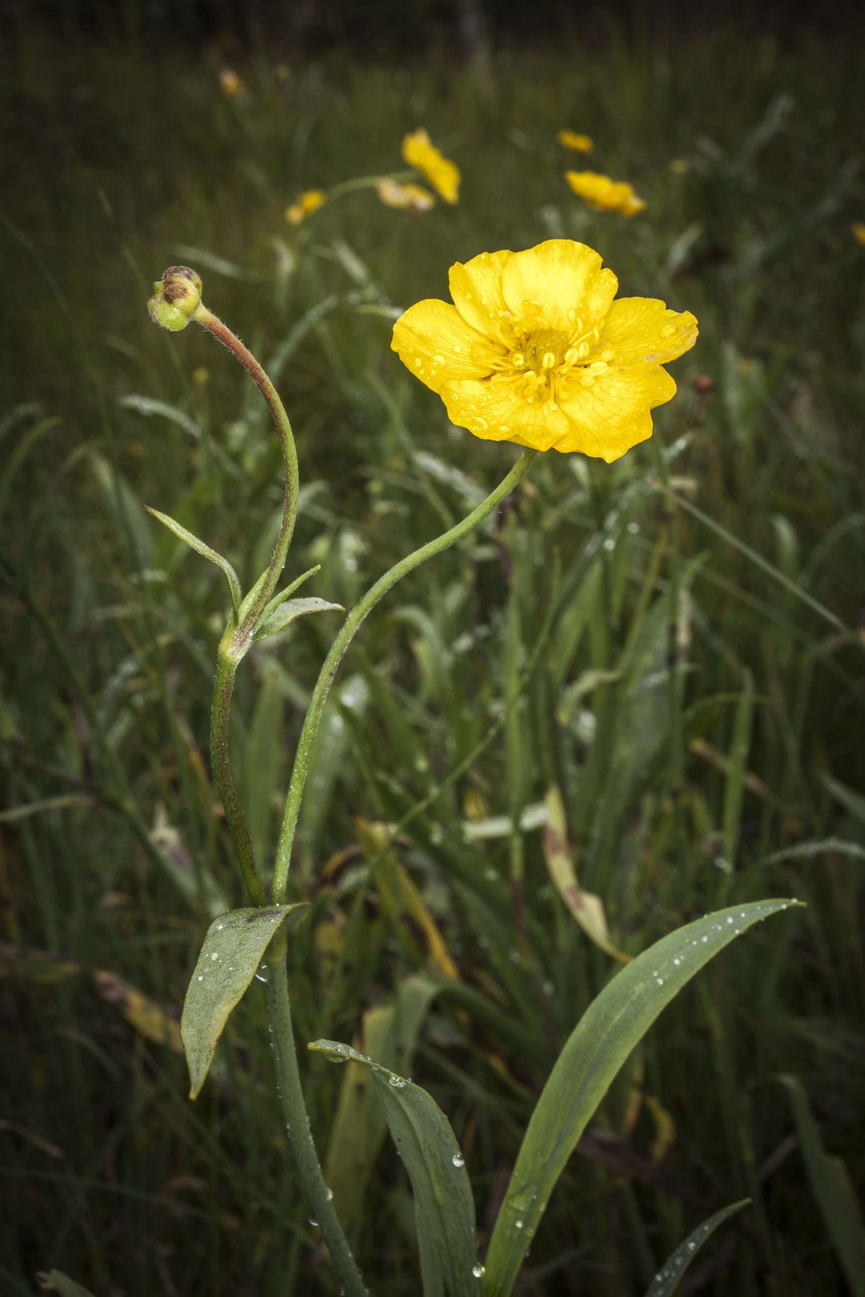 One Ranunculus Ranunculus lingua 'Grandiflorus' – Lincspplants