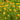Ranunculus Acris (batchelor buttons) - MP098 Packs
