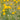 Ranunculus Acris (batchelor buttons) - Marginal Pond Plants - MP098