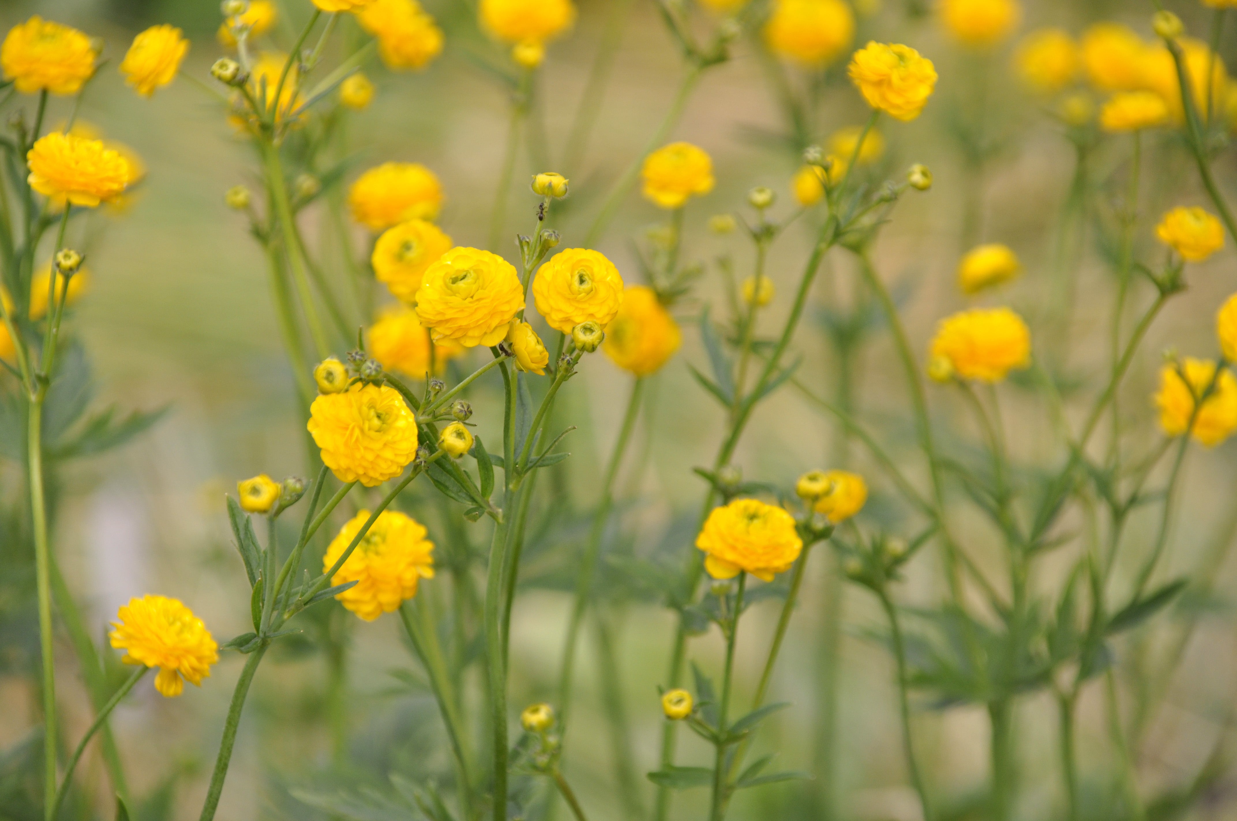 One Ranunculus Ranunculus acris – Lincspplants