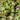 Ranunculus Hederaceus - Marginal Pond Plants  - Pond Plants - Water Plants - MP100