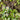 Ranunculus Hederaceus - Marginal Pond Plants  - Pond Plants - Water Plants - MP100