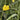 Ranunculus lingua Grandiflorus - Marginal Pond Plants - MP133