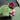 Nymphaea Rembrandt - 2026