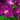 Rose Rhapsody in Blue | Floribunda Rose | 4L Potted Rose (PRE ORDER DECEMBER '25)