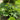 Rheum Palmatum