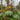 Rheum Palmatum