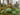 Rheum Palmatum