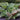 Rheum palmatum - Marginal Pond Plants - BP102