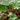 Rheum rhabarbarum - 2026