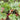 Rheum rhabarbarum 'Stockbridge Arrow' - 2026
