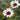 Rhodanthemum ‘Casablanca’ 1.5L