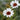 Rhodanthemum Marakesh 9cm
