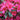 Rhododendron japonica 'Silver Sword' 1L