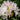 Rhododendron 'Cunninghams White' 2L / 3L