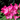 Rhododendron 'Germania' 2L /5L