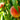 Rochester Peach