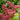 Rodgersia pinnata 'Elegans' - 2026